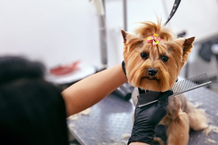 Small dog being groomed with bow in hair