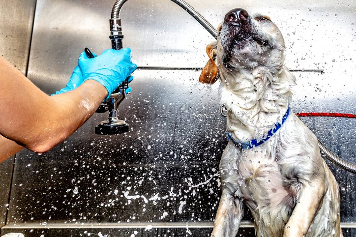 Dog at pet wash shaking water from body