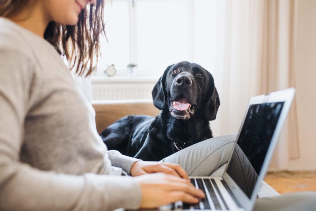 Woman at laptop with black lab watching her