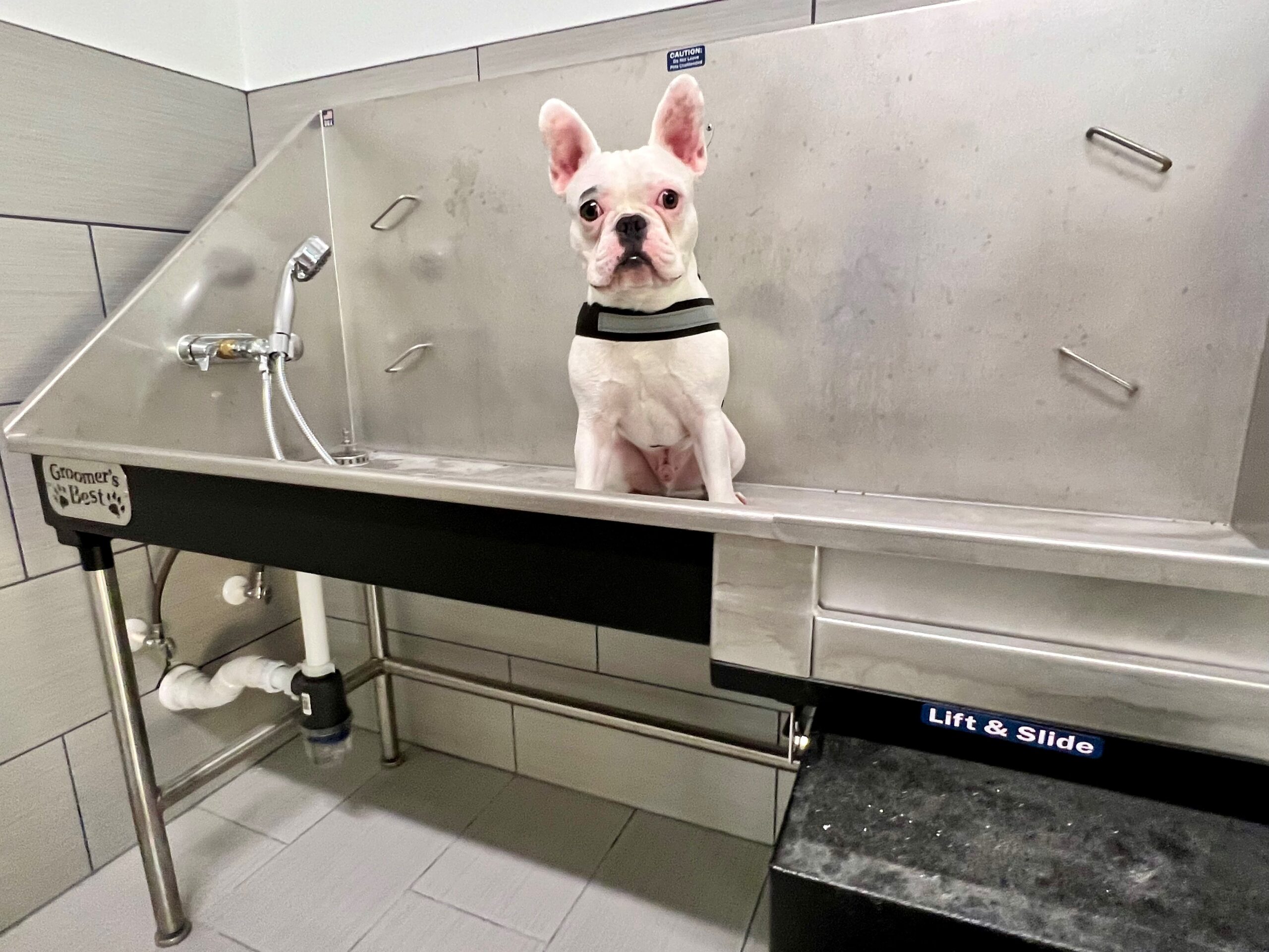 Young Frenchie dog at pet wash